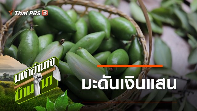 มะดันเงินแสน
