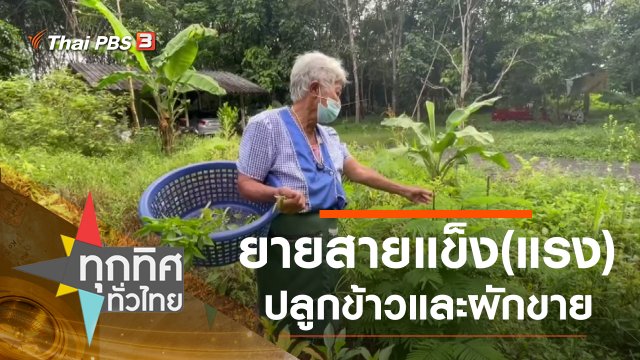 ยายสายแข็ง(แรง) ปลูกข้าวและผักขาย จ.ตรัง