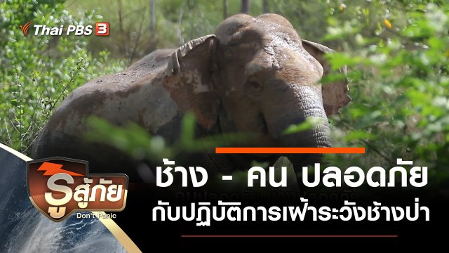​​ช้างปลอดภัย - คนปลอดภัย กับปฏิบัติการเฝ้าระวังช้างป่า