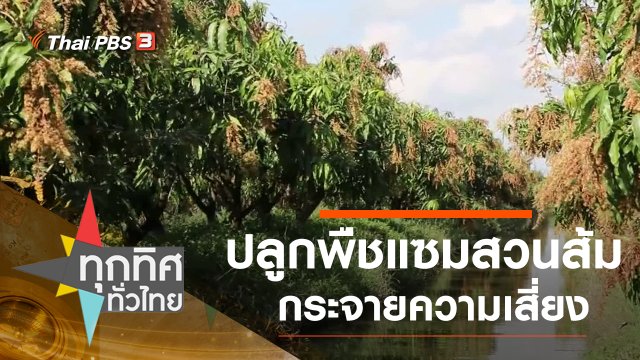 ปลูกพืชแซมสวนส้มกระจายความเสี่ยง