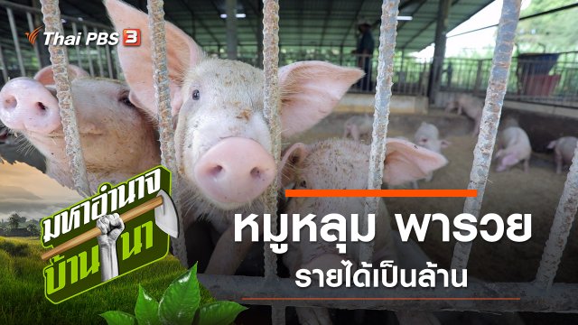 หมูหลุม พารวย รายได้เป็นล้าน
