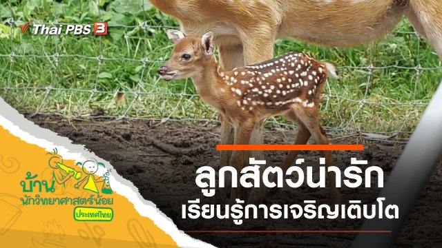 ลูกสัตว์น่ารัก