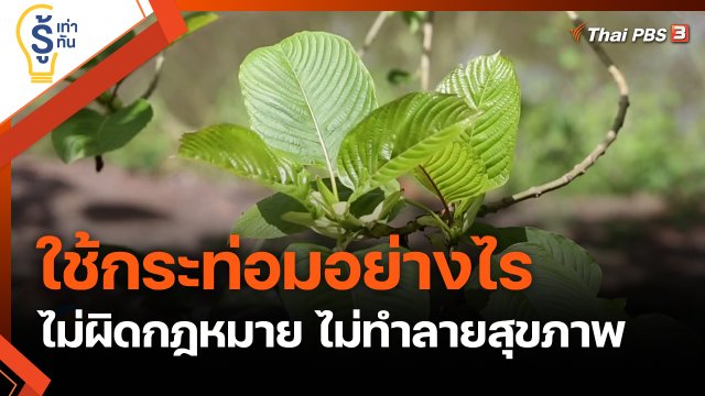 ใช้กระท่อมอย่างไร ไม่ผิดกฎหมาย ไม่ทำลายสุขภาพ