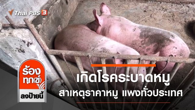 เกิดโรคระบาดหมู สาเหตุราคาหมู แพงทั่วประเทศ จ.ราชบุรี