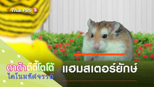 แฮมสเตอร์ยักษ์