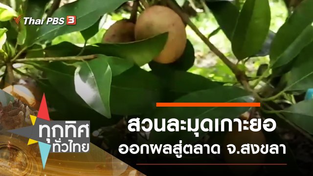 สวนละมุดเกาะยอออกผลสู่ตลาด จ.สงขลา