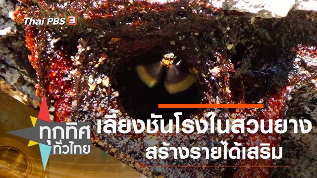 เลี้ยงชันโรงในสวนยางสร้างรายได้เสริม