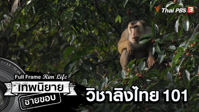วิชาลิงไทย 101