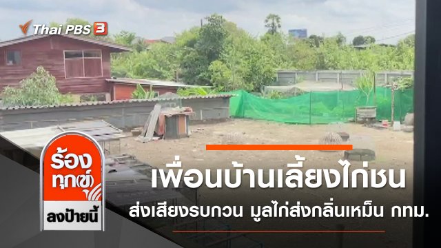 เพื่อนบ้านเลี้ยงไก่ชนส่งเสียงรบกวน มูลไก่ส่งกลิ่นเหม็น กทม.