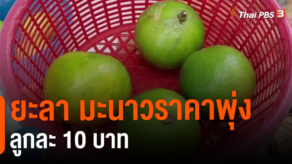 ​กินอยู่รู้รอบ : ยะลา มะนาวราคาพุ่งลูกละ 10 บาท