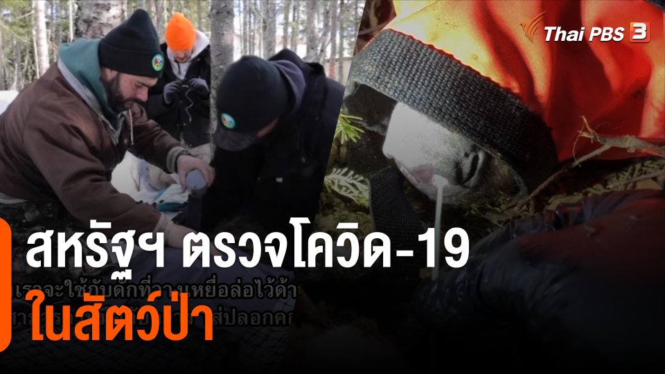 สหรัฐฯ ตรวจโควิด-19 ในสัตว์ป่า