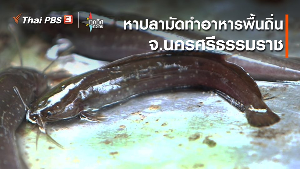 อาชีพทั่วไทย : หาปลามัดทำอาหารพื้นถิ่น จ.นครศรีธรรมราช
