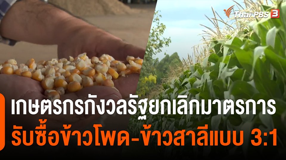 กินอยู่รู้รอบ : เกษตรกรกังวลรัฐยกเลิกมาตรการรับซื้อข้าวโพด-ข้าวสาลีแบบ 3:1