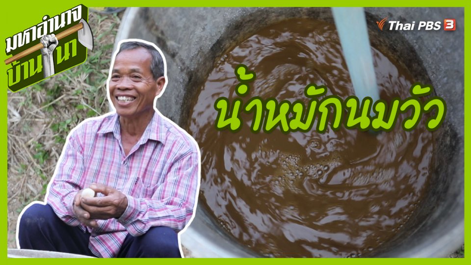 สูตรลับฉบับบ้านนา : น้ำหมักนมวัว