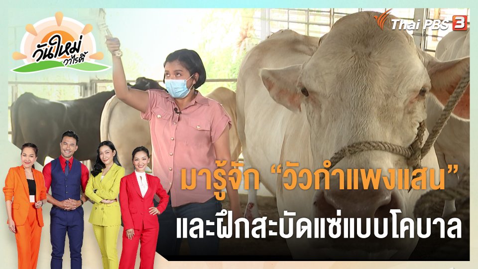 มารู้จัก "วัวกำแพงแสน" และฝึกสะบัดแซ่แบบโคบาล