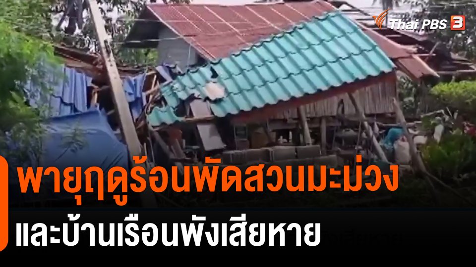 ​พายุฤดูร้อนพัดสวนมะม่วงและบ้านเรือนพังเสียหาย