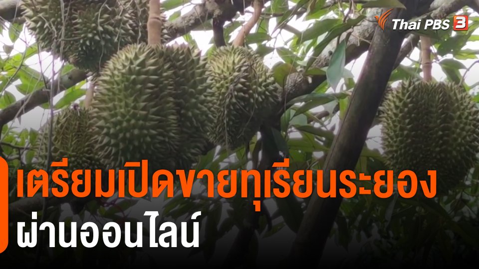 ​เตรียมเปิดขายทุเรียนระยองผ่านออนไลน์