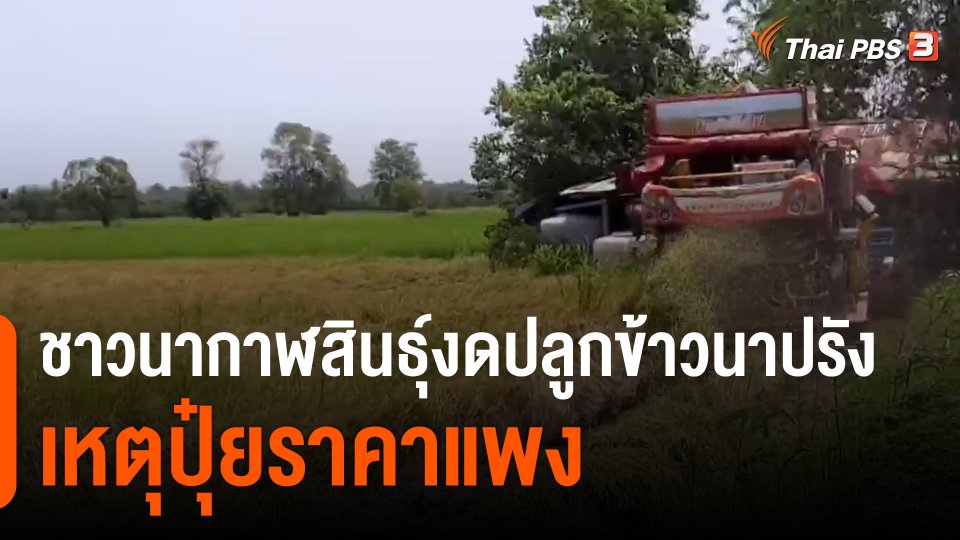 ​ชาวนากาฬสินธุ์งดปลูกข้าวนาปรัง เหตุปุ๋ยราคาแพง
