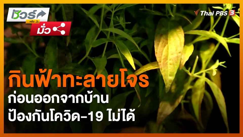 ​ชัวร์หรือมั่ว : กินฟ้าทะลายโจรก่อนออกจากบ้าน ป้องกันโควิด-19 ไม่ได้