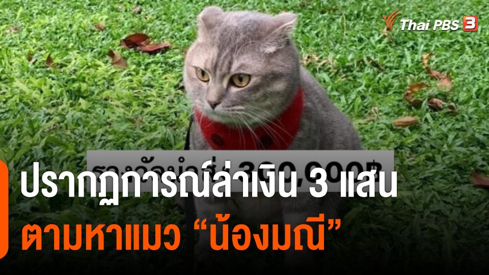 ปรากฏการณ์ล่าเงิน 3 แสน ตามหาแมว "น้องมณี" เจ้าของระงับเงินรางวัลหลังสร้างผลกระทบชุมชน