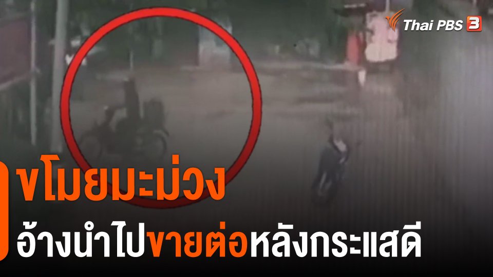 ​ขโมยมะม่วงอ้างนำไปขายต่อหลังกระแสดี