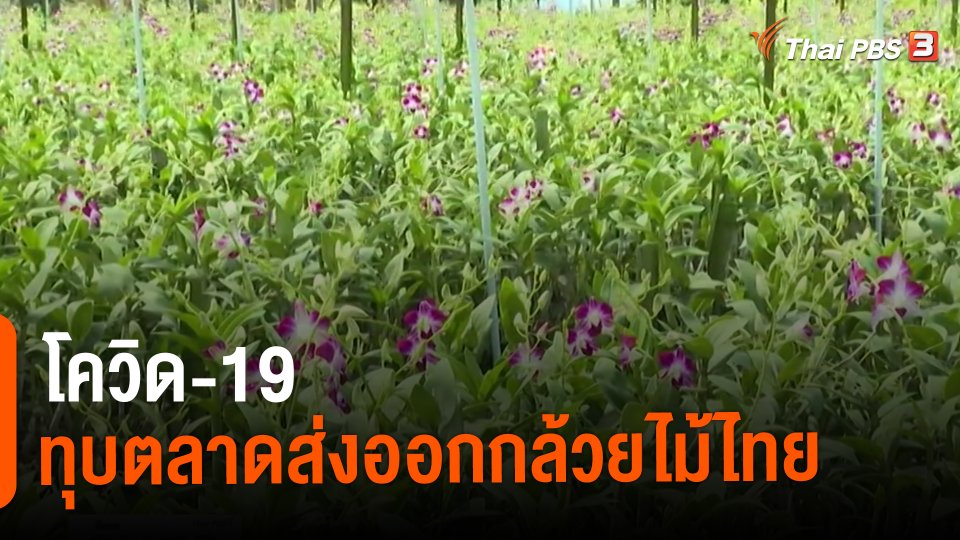 ​จับสัญญาณเศรษฐกิจ : โควิด-19 ทุบตลาดส่งออกกล้วยไม้ไทย​