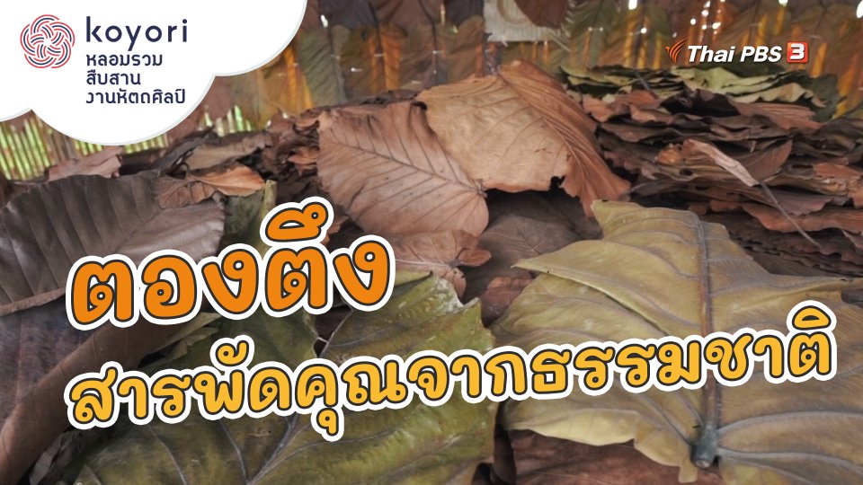 "ตองตึง" สารพัดคุณจากธรรมชาติ