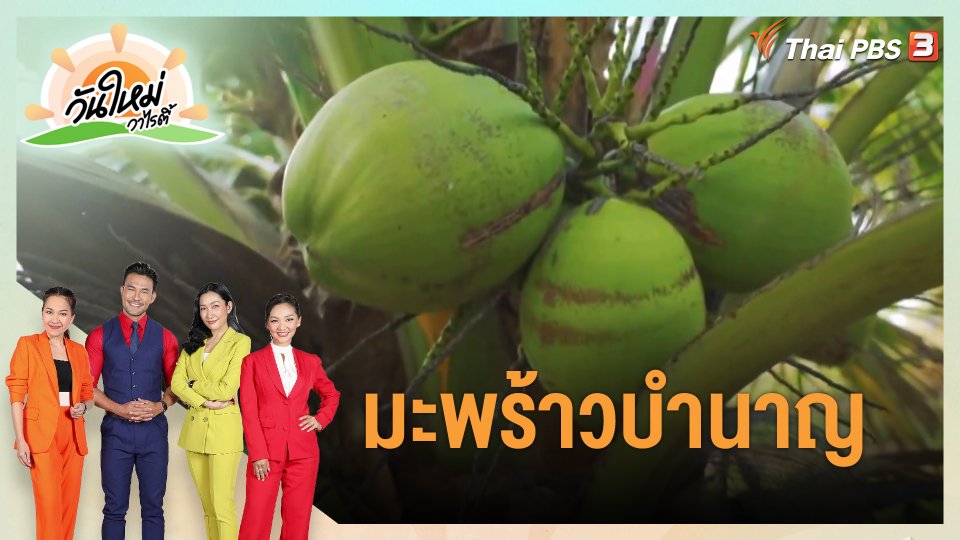 ​ดอกผลของความยั่งยืน : มะพร้าวบำนาญ