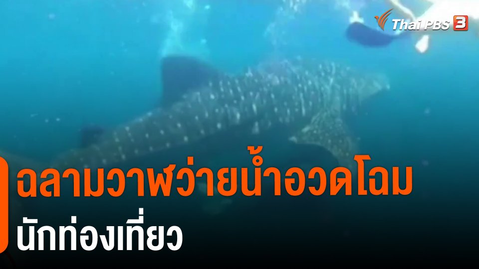 ​ฉลามวาฬว่ายน้ำอวดโฉมนักท่องเที่ยว
