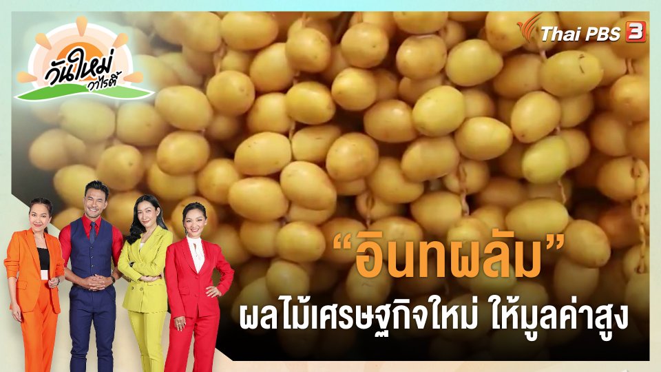 ​ดอกผลของความยั่งยืน : "อินทผลัม" ผลไม้เศรษฐกิจใหม่ ให้มูลค่าสูง