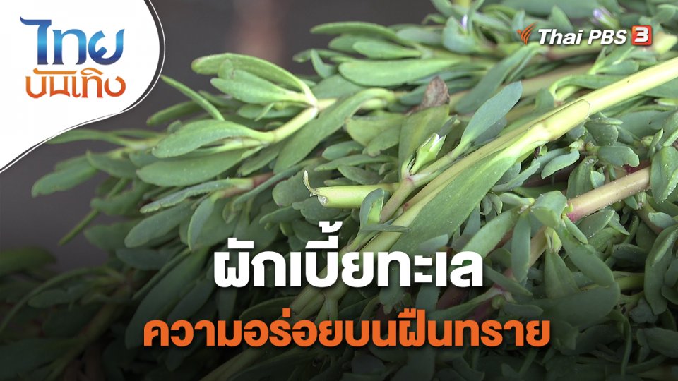 อิ่มมนต์รส : "ผักเบี้ยทะเล" ความอร่อยบนฝืนทราย