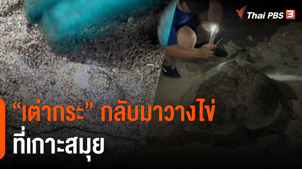 "เต่ากระ" กลับมาวางไข่ที่เกาะสมุย จ.สุราษฎร์ธานี