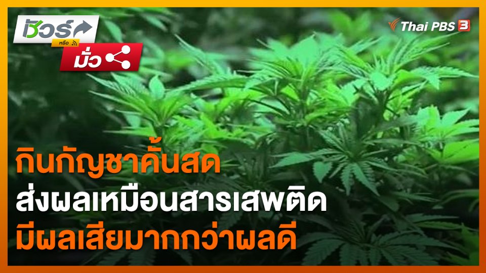 ชัวร์หรือมั่ว : กินกัญชาคั้นสด ส่งผลเหมือนสารเสพติด มีผลเสียมากกว่าผลดี