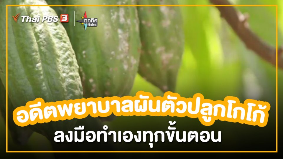​อาชีพทั่วไทย : อดีตพยาบาลปลูกแปรรูปโกโก้ จ.แพร่