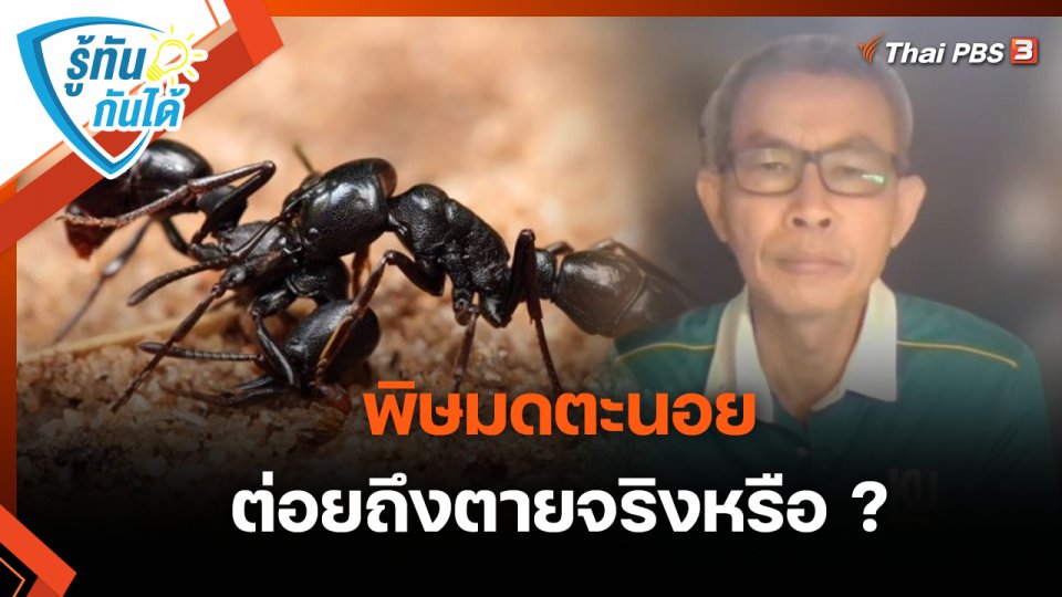 รู้ทันกันได้ : พิษมดตะนอย ต่อยถึงตายจริงหรือ ?