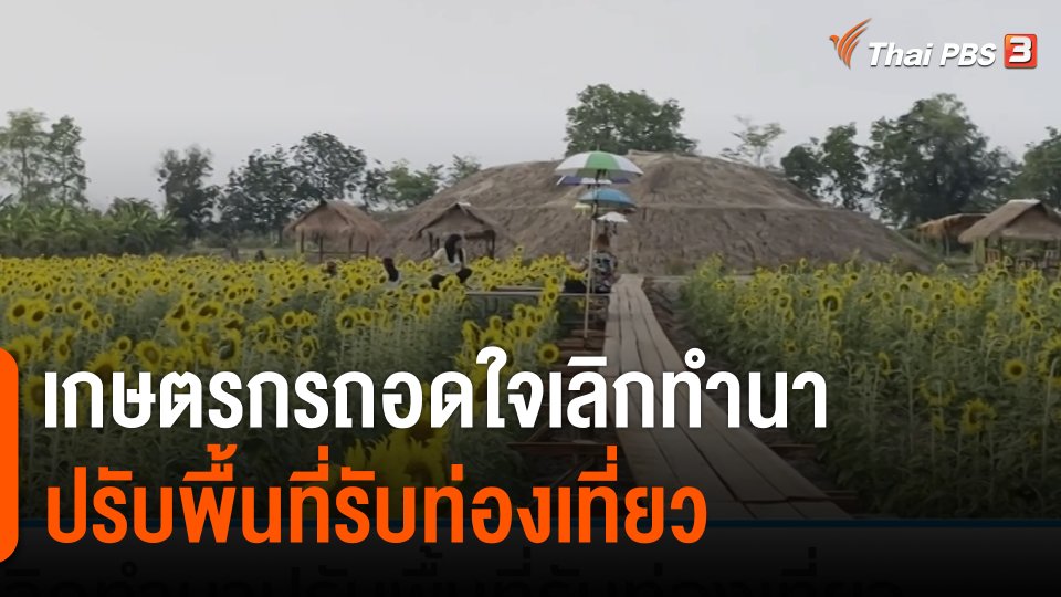 กินอยู่รู้รอบ : เกษตรกรถอดใจเลิกทำนา ปรับพื้นที่ปลูกทานตะวัน - สวนผสมผสานรับท่องเที่ยว
