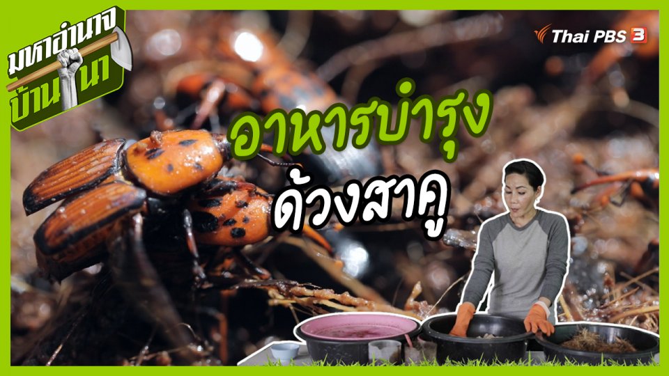 สูตรลับฉบับบ้านนา : อาหารบำรุงด้วงสาคู