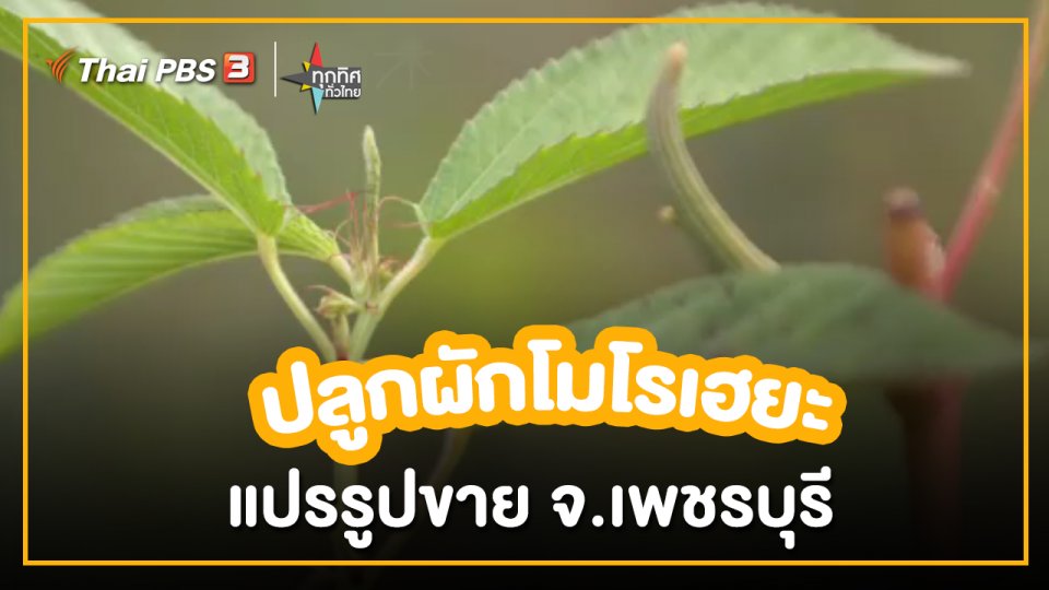 อาชีพทั่วไทย : ปลูกผักโมโรเฮยะแปรรูปขาย จ.เพชรบุรี