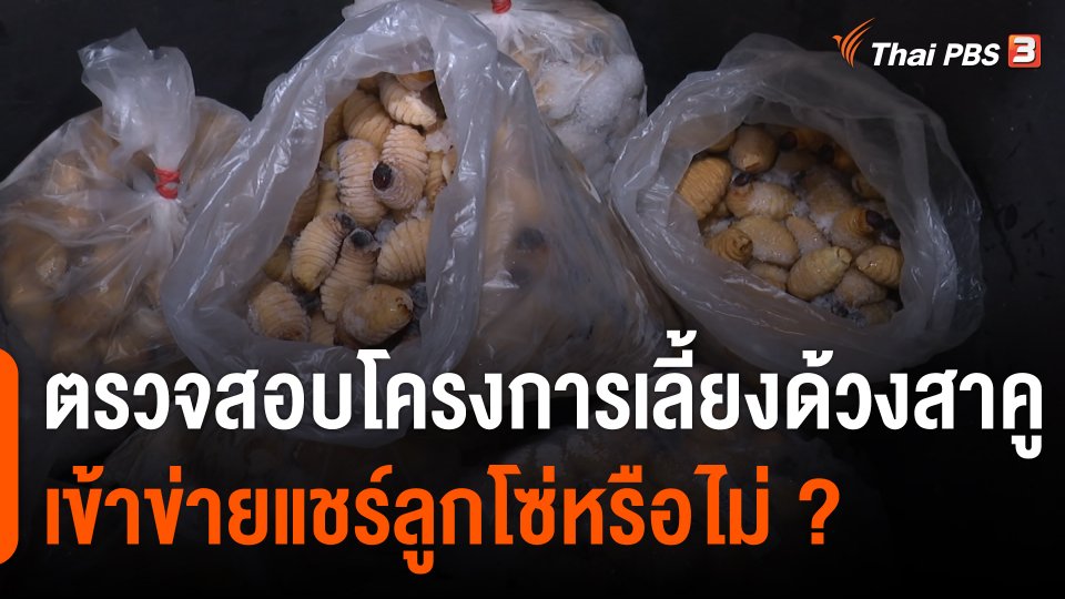 สถานีร้องเรียน : ตรวจสอบโครงการเลี้ยงด้วงสาคูเข้าข่ายแชร์ลูกโซ่หรือไม่ ?