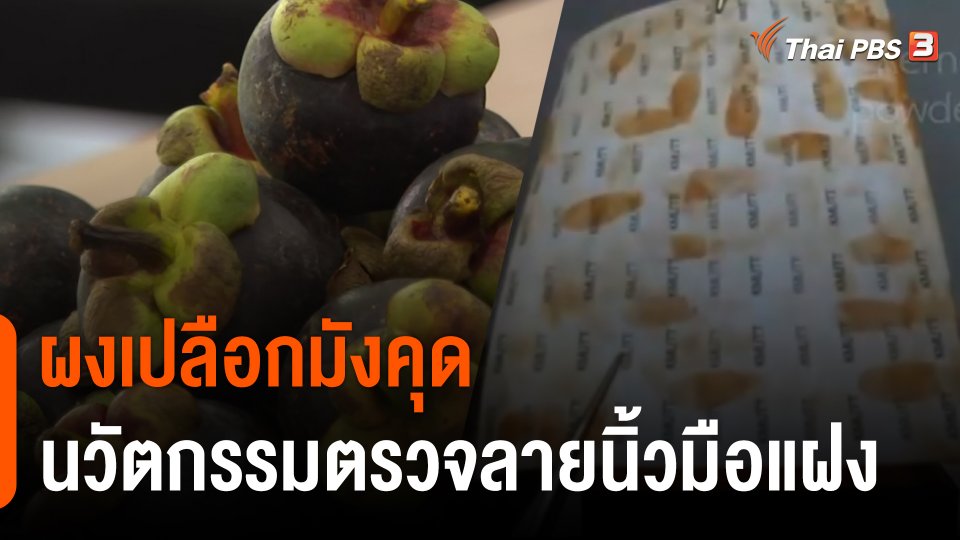 เปิดตัวนวัตกรรม "ผงเปลือกมังคุด" ใช้ตรวจรอยลายนิ้วมือแฝง