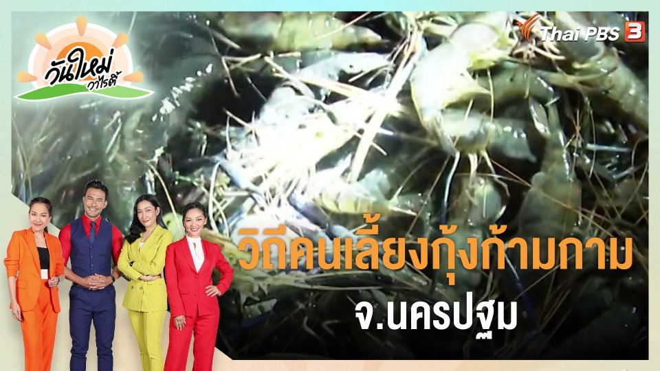 ​สีสันวาไรตี้ : วิถีคนเลี้ยงกุ้งก้ามกราม จ.นครปฐม