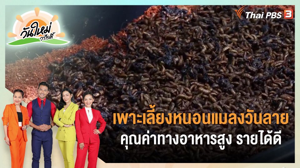 ​สีสันวาไรตี้ : เพาะเลี้ยงหนอนแมลงวันลาย คุณค่าทางอาหารสูง รายได้ดี