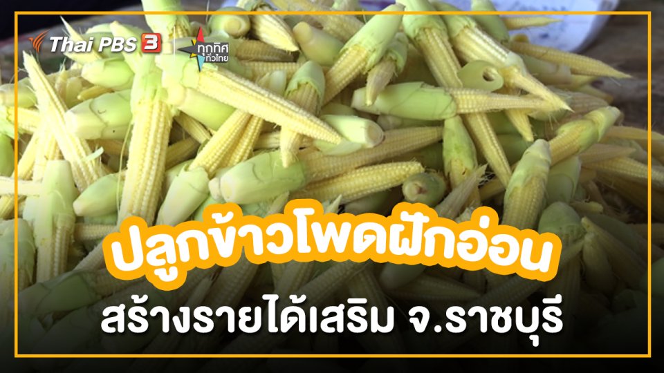 อาชีพทั่วไทย : ปลูกข้าวโพดเก็บฝักอ่อนขาย สร้างรายได้เสริม จ.ราชบุรี