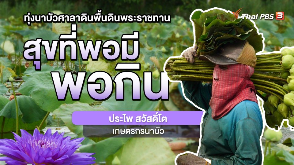 พอดีพอเพียง : “นาบัว” พื้นดินพระราชทาน สร้างรายได้เลี้ยงครอบครัว