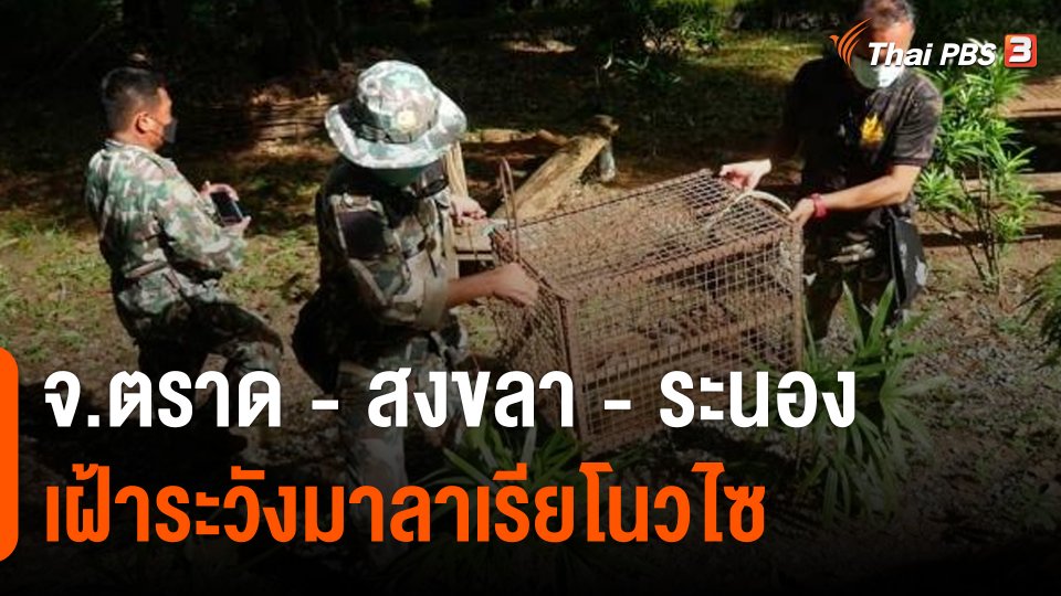 จ.ตราด - สงขลา - ระนอง เฝ้าระวังมาลาเรียโนวไซ