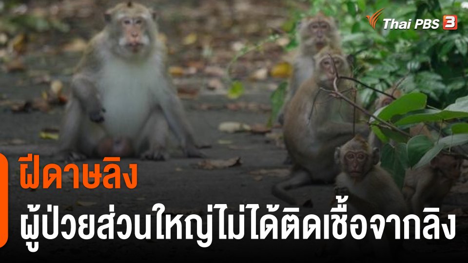 "ฝีดาษลิง" ผู้ป่วยส่วนใหญ่ไม่ได้ติดเชื้อจากลิง "ปลูกฝี" ป้องกันได้ร้อยละ 85