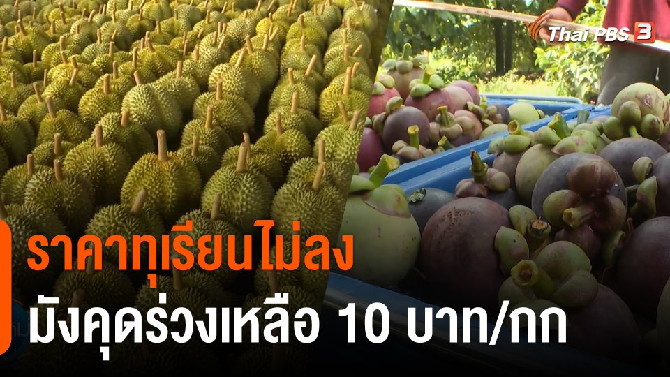 กินอยู่รู้รอบ : ราคาทุเรียนไม่ลง - มังคุดร่วงเหลือ 10 บาท/กก.