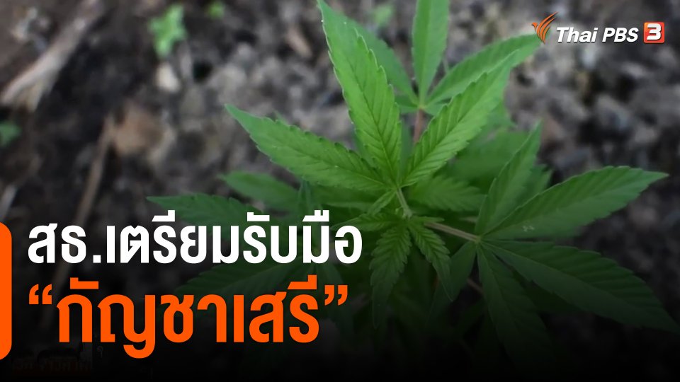 ​สธ.เตรียมรับมือ "กัญชาเสรี"