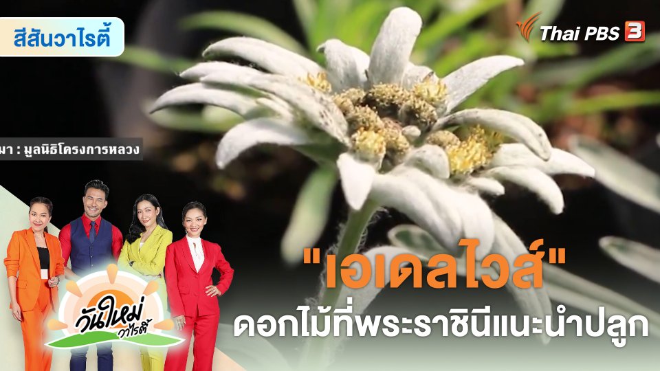 วันใหม่วาไรตี้ : เอเดลไวส์ ดอกไม้ที่พระราชินีแนะนำปลูก