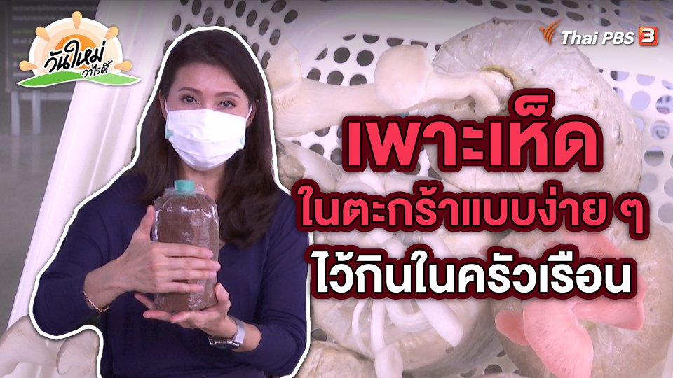 พอดีพอเพียง : เพาะเห็ดในตะกร้า แบบง่าย ๆ ไว้กินในครัวเรือน